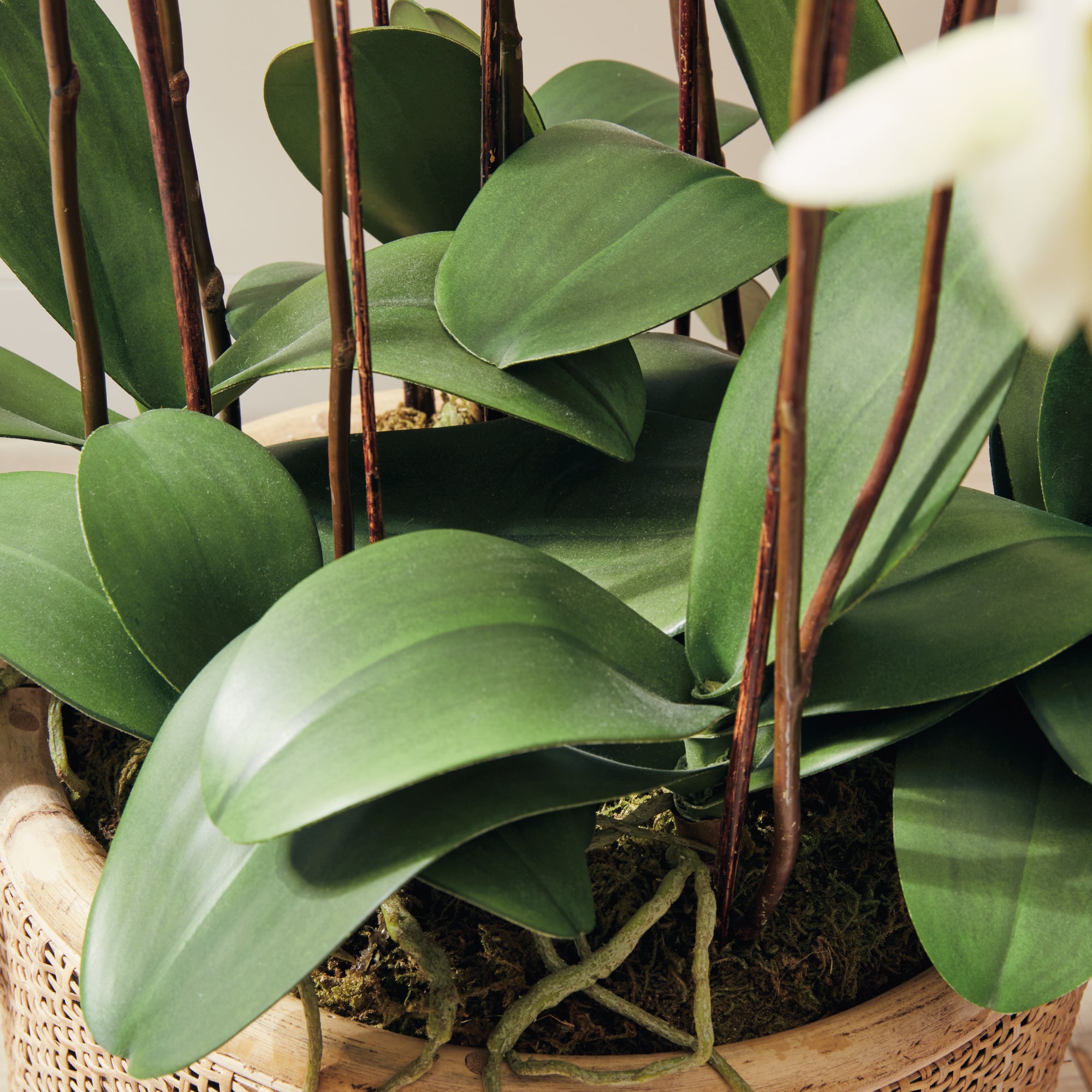 Phalaenopsis Orchid Drop-In 36" - View 5