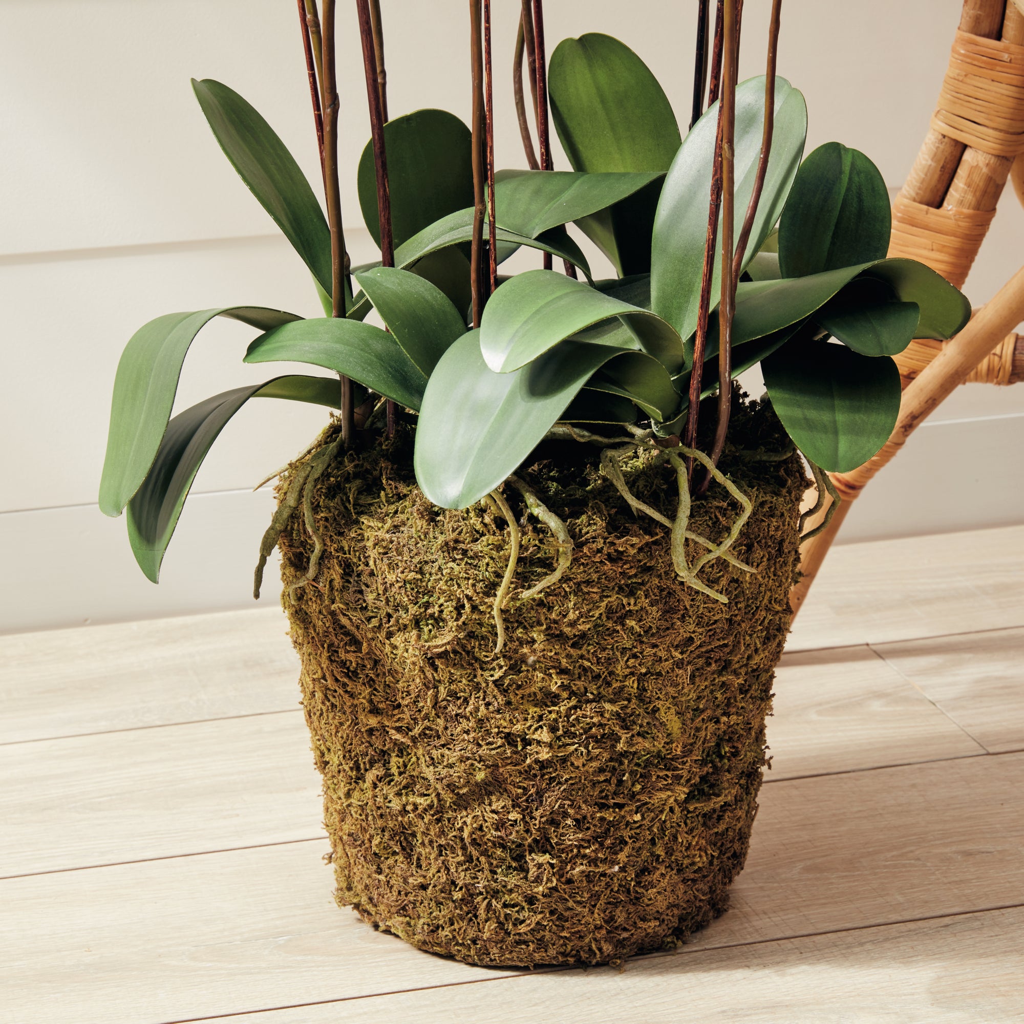 PHALAENOPSIS ORCHID DROP-IN 36" - view 6