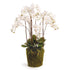PHALAENOPSIS ORCHID DROP-IN 36"