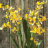 DANCING ORCHID DROP-IN 32" - view 3