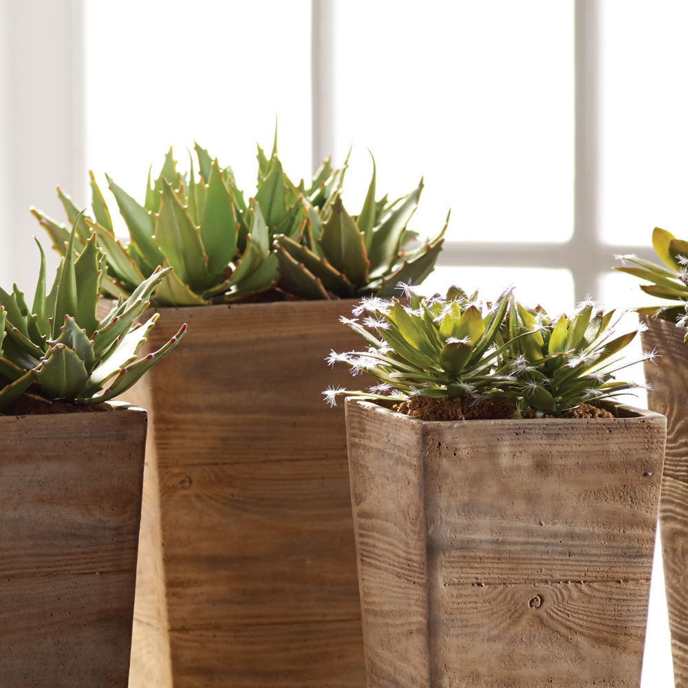 Succulent Drop Ins 5.5", Set Of 6 - View 2