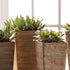 Succulent Drop Ins 5.5", Set Of 6 - View 2
