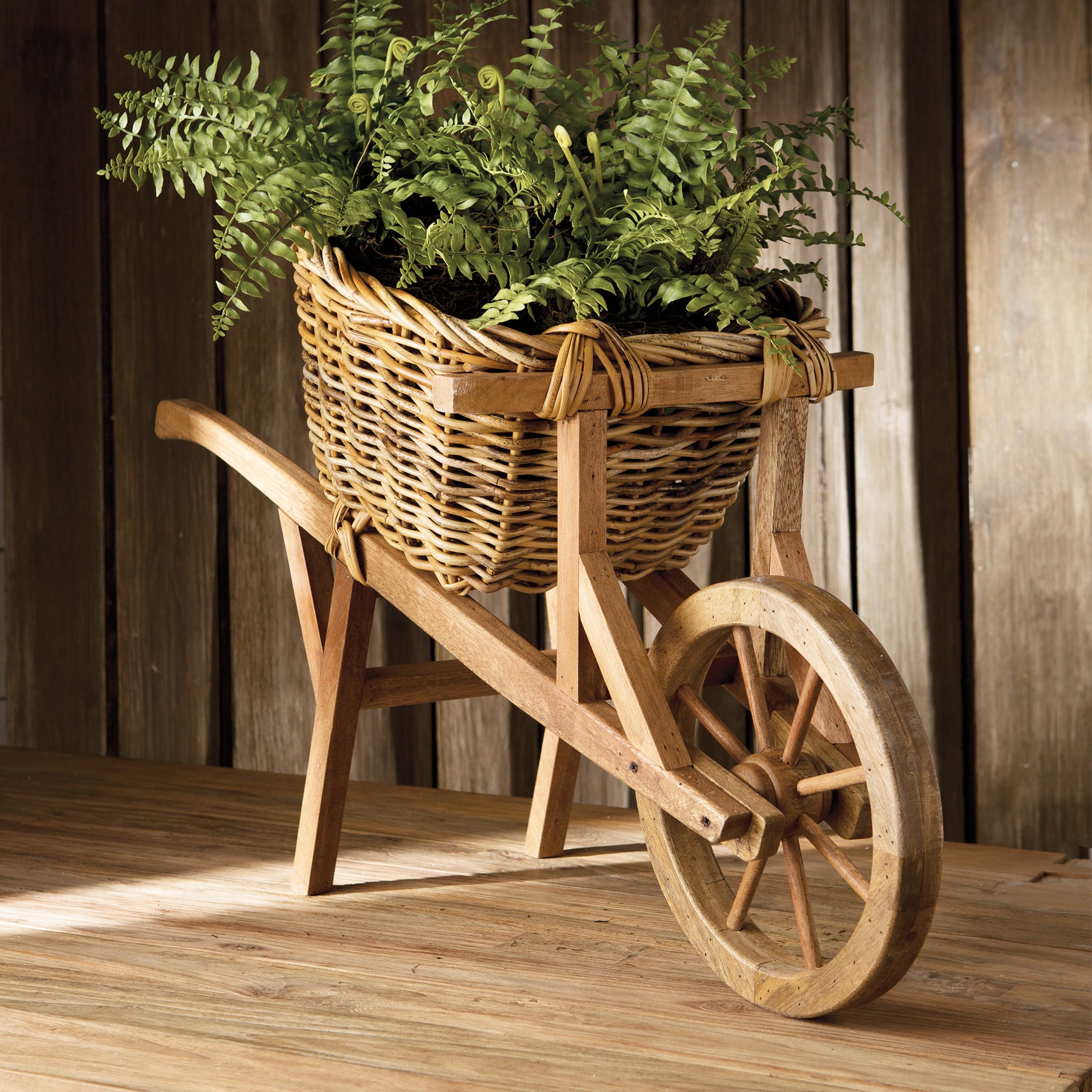 BOSTON FERN DROP-IN 12" - view 2