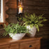 Boston Fern Drop-In 12" - View 3
