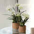 Agapanthus Drop-In 23" - View 2