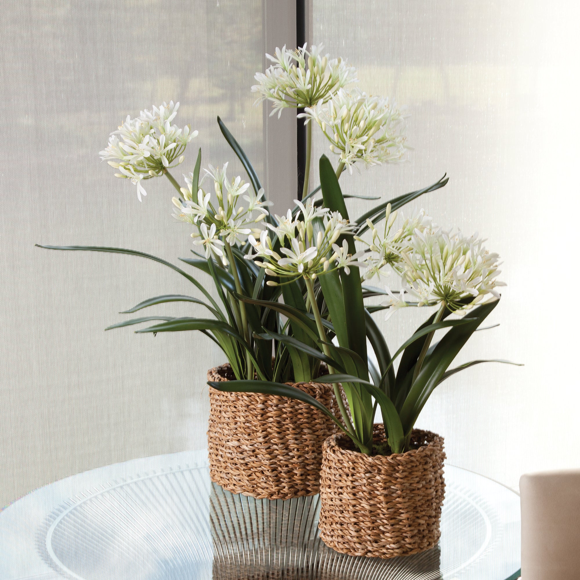 Agapanthus Drop-In 29" - View 2