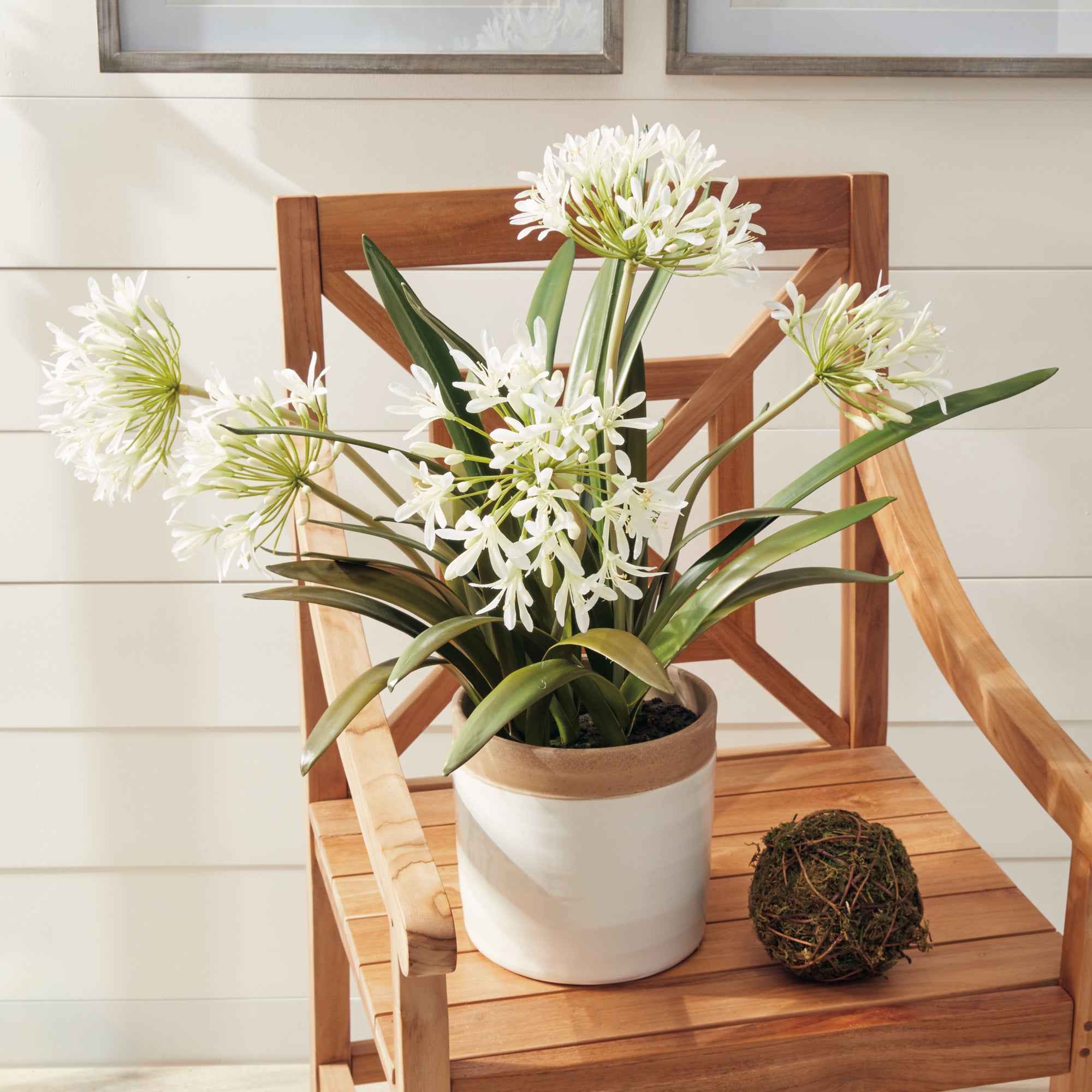 Agapanthus Drop-In 29" - View 3