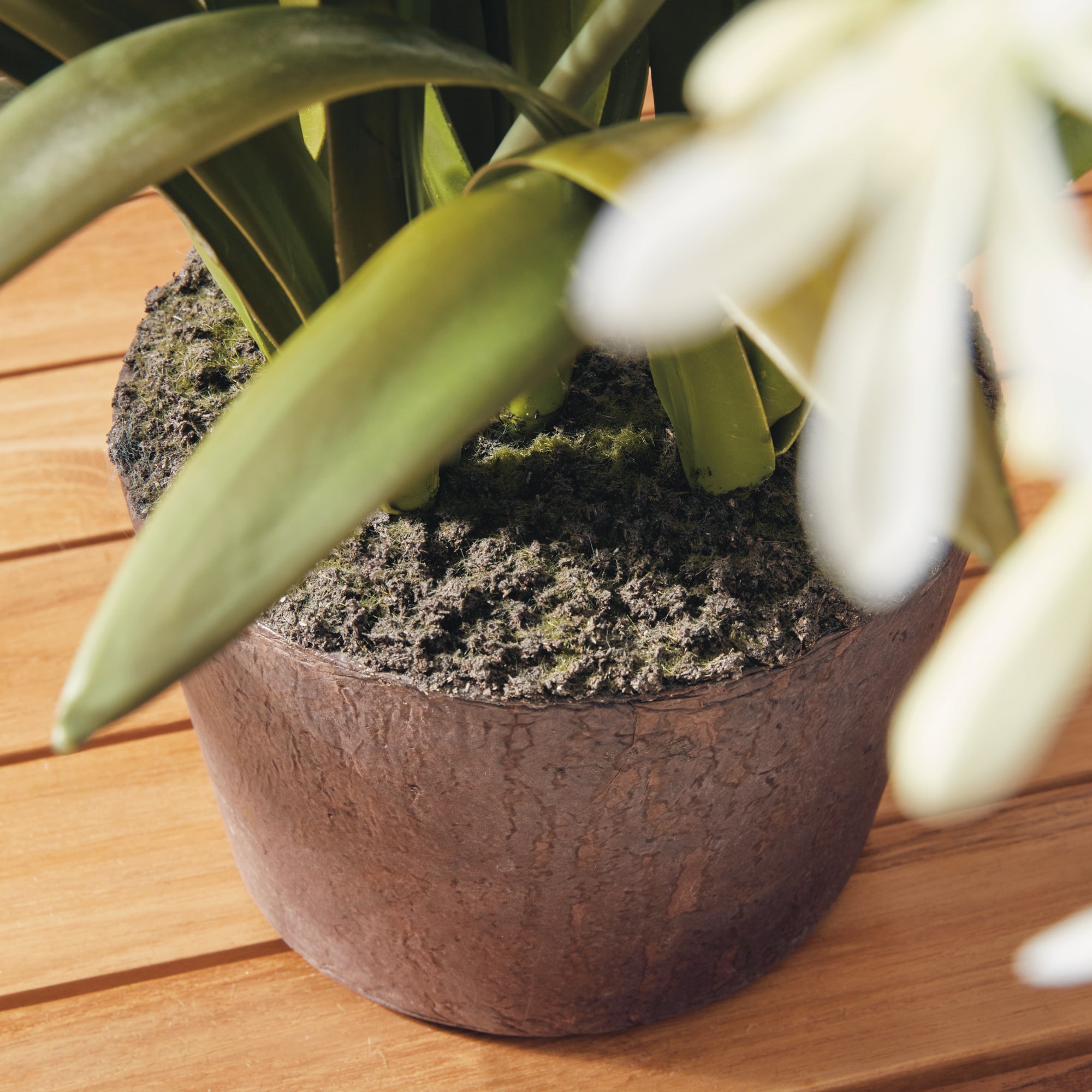 Agapanthus Drop-In 29" - View 4