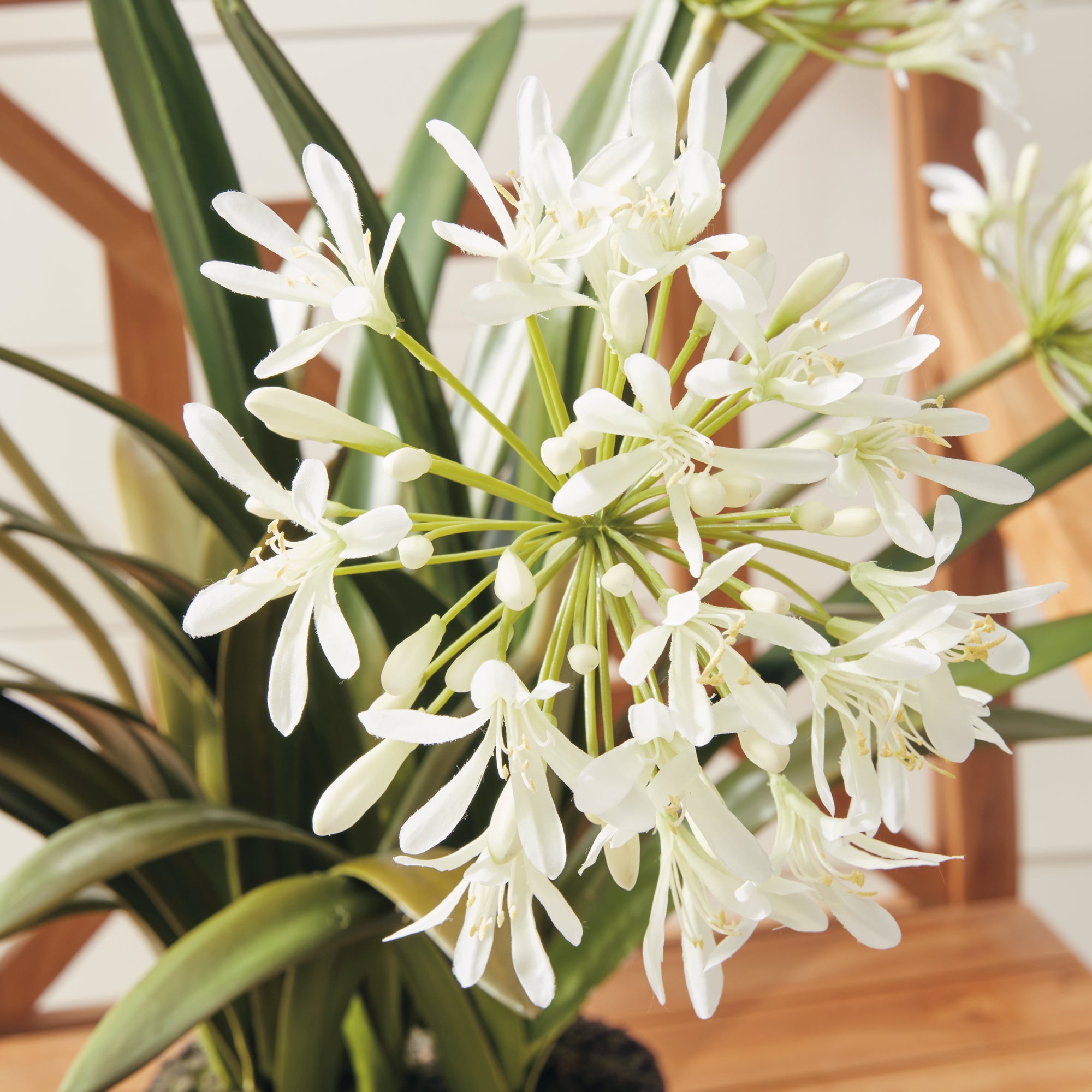 Agapanthus Drop-In 29" - View 5