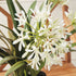 Agapanthus Drop-In 29" - View 5
