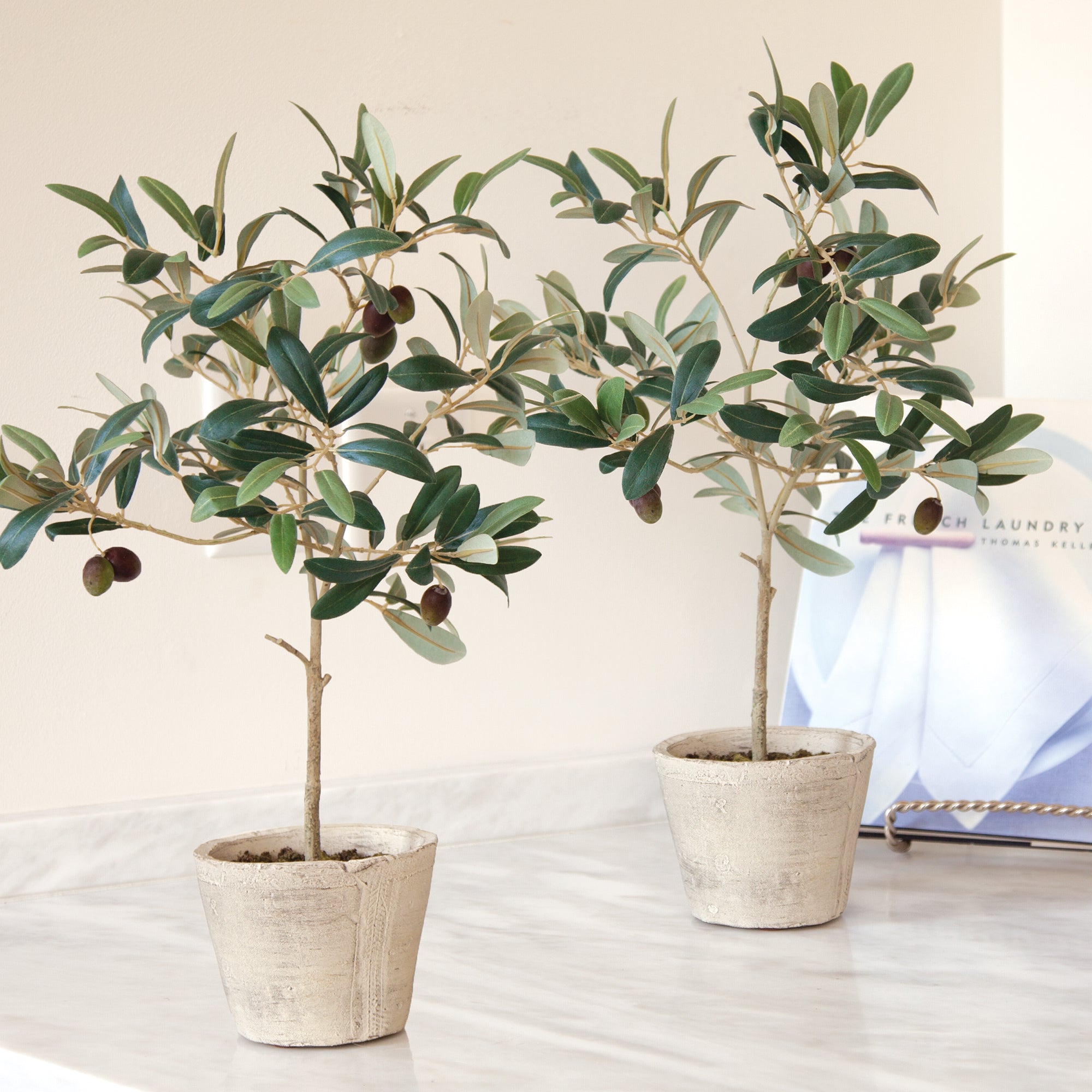 Olive Tree With Fruit In Pot 19.5" - View 4