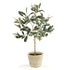 Olive Tree With Fruit In Pot 19.5"