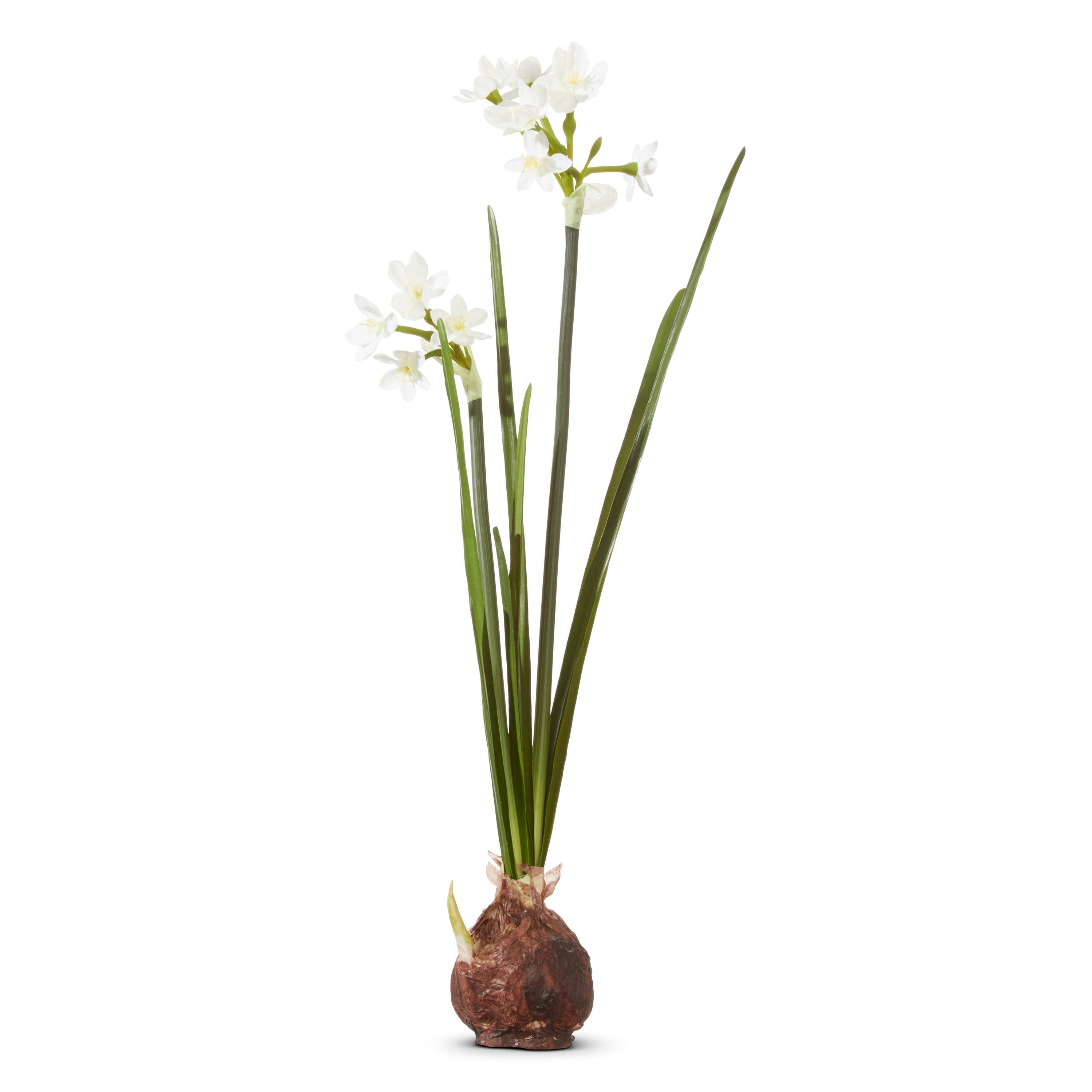 18 Paperwhite Bulb - A. Dodson's