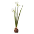 18 Paperwhite Bulb - A. Dodson's