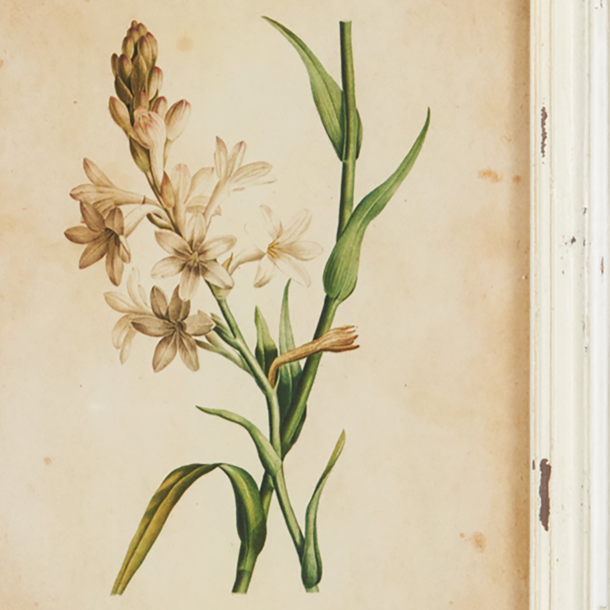 FRAMED WILD FLOWER BOTANICAL PRINTS, SET OF 12 - view 6