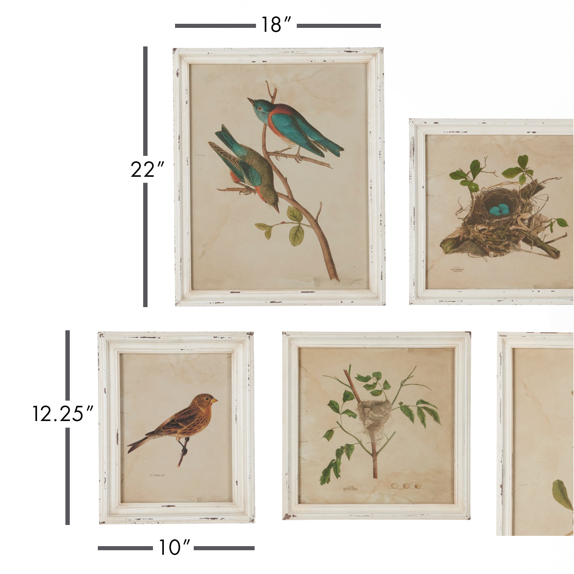FRAMED AVIARY BIRD & NEST HABITAT PRINTS, SET OF 9 - view 2