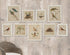 Framed Aviary Bird & Nest Habitat Prints, Set Of 9 - View 4