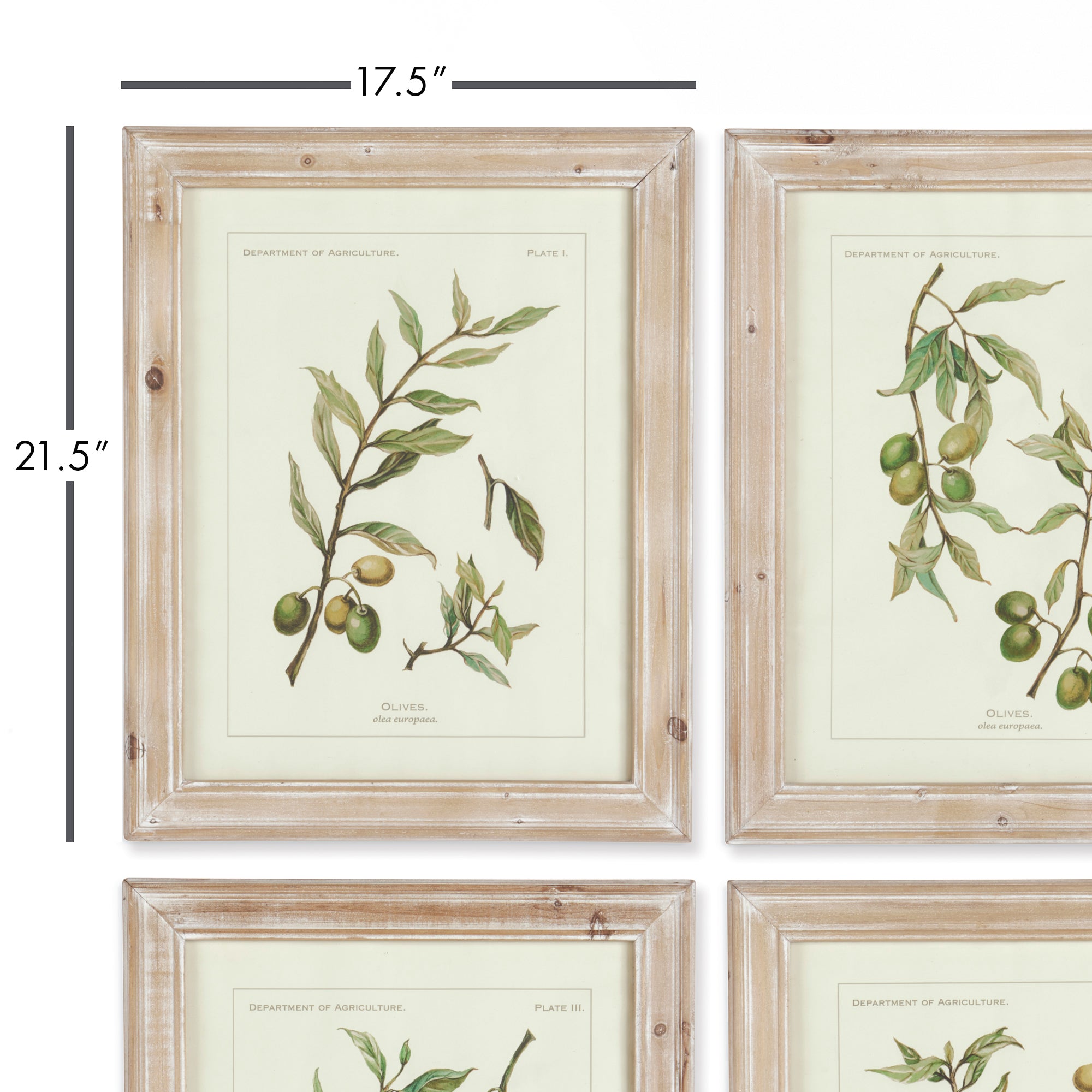 FRAMED OLIVE LEAF BOTANICAL PRINTS, SET OF 4 - view 2