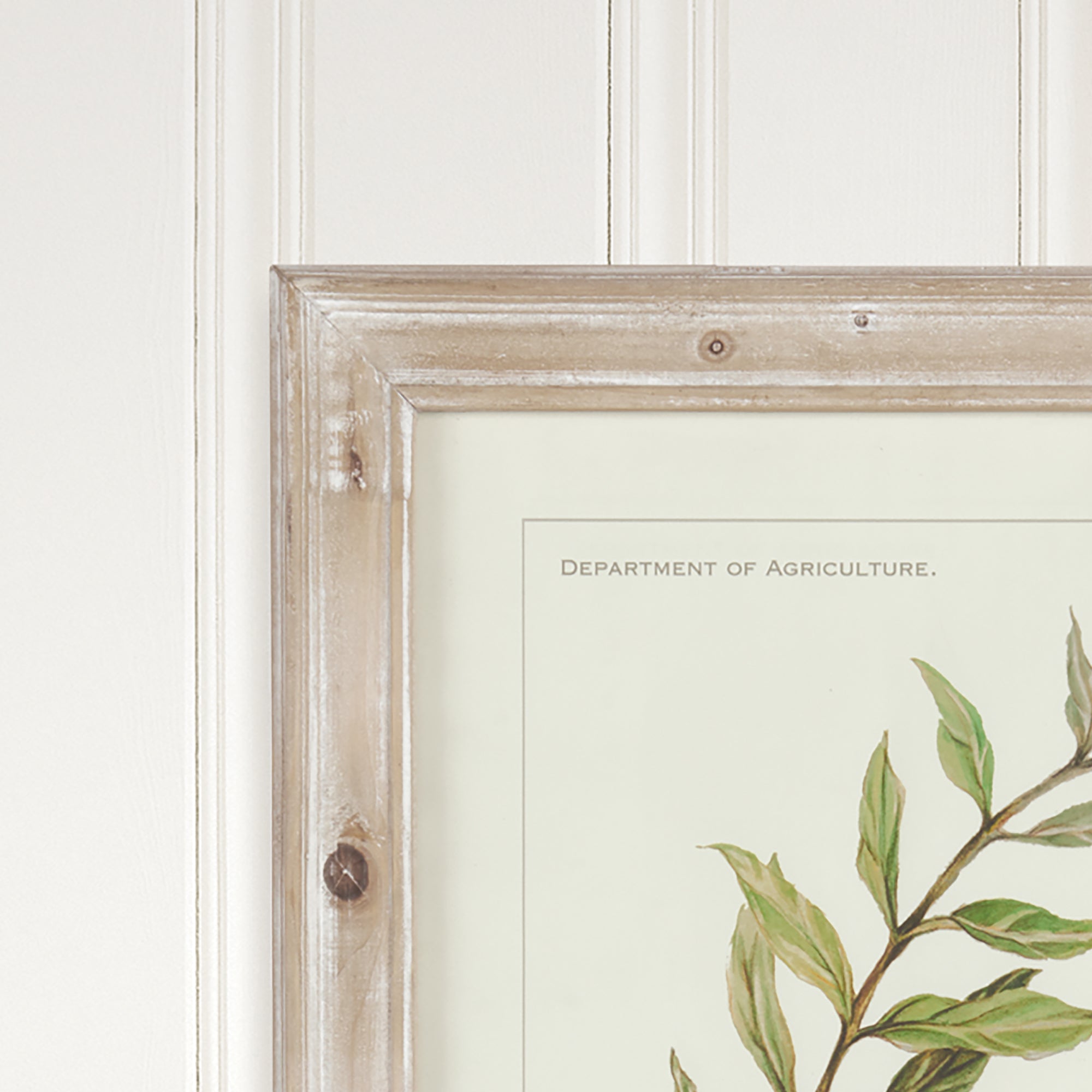 Framed Olive Leaf Botanical Prints, Set Of 4 - View 4