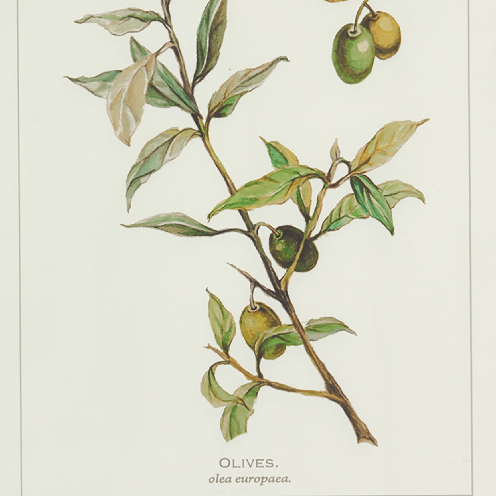 FRAMED OLIVE LEAF BOTANICAL PRINTS, SET OF 4 - view 5