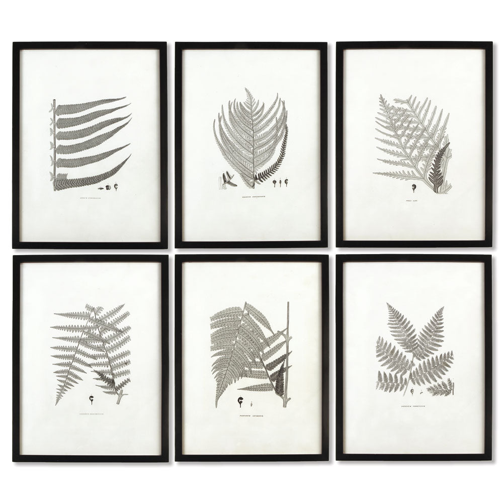 FRAMED GRAY-TONE FERN PRINTS, SET OF 6