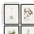 FRAMED SEPIA-TONE BOTANICAL PRINTS, SET OF 4 - view 2