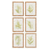 Framed Fern Study, Set Of 6