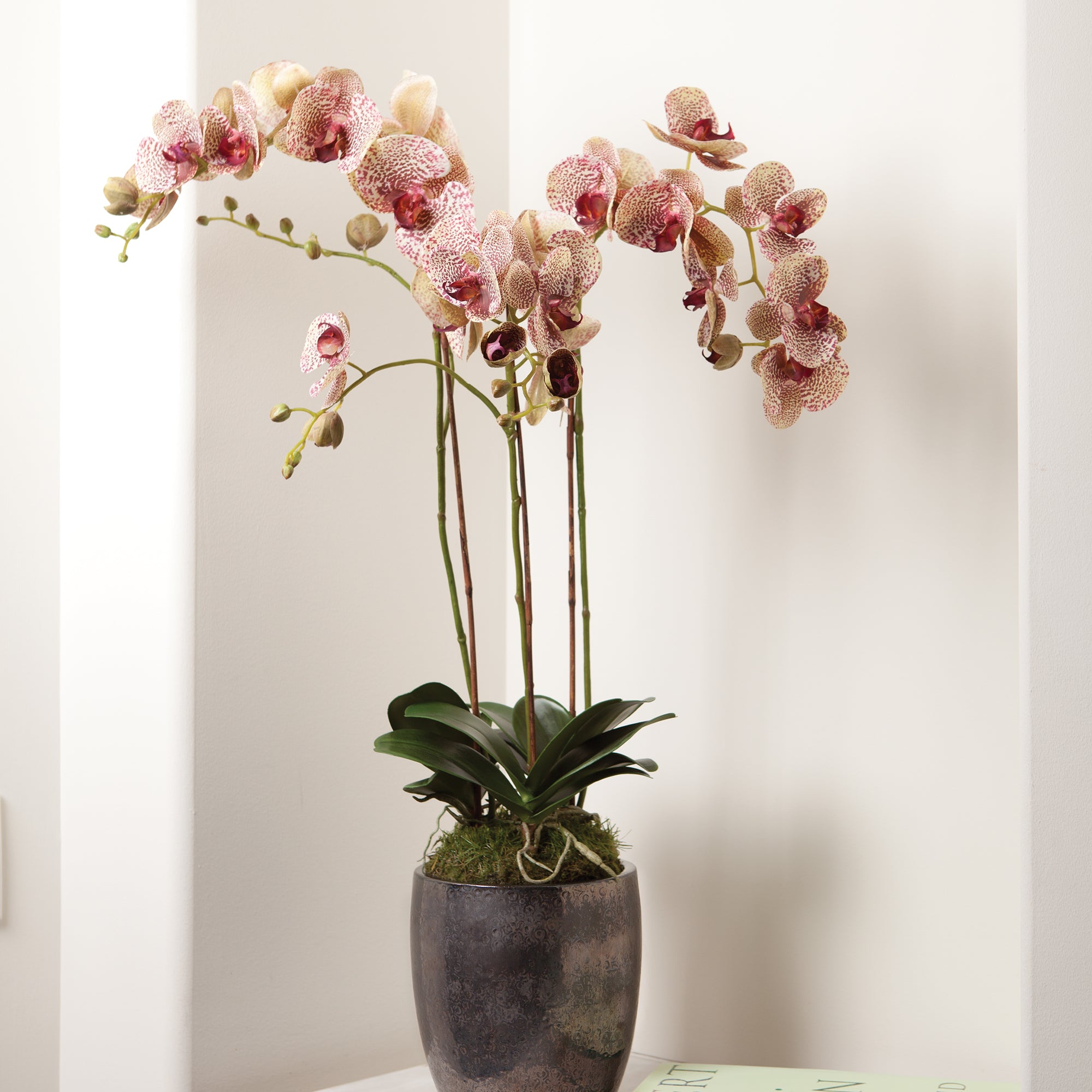 Phalaenopsis Orchid Drop-In 32" - View 3