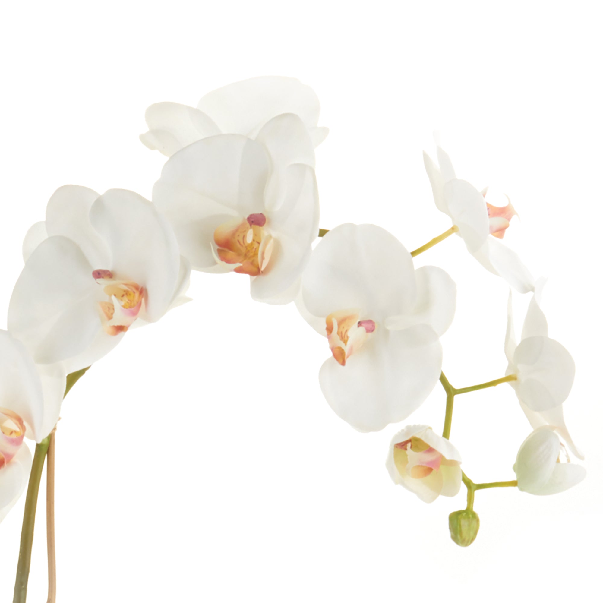 Phalaenopsis Orchid Drop-In 26" - View 4
