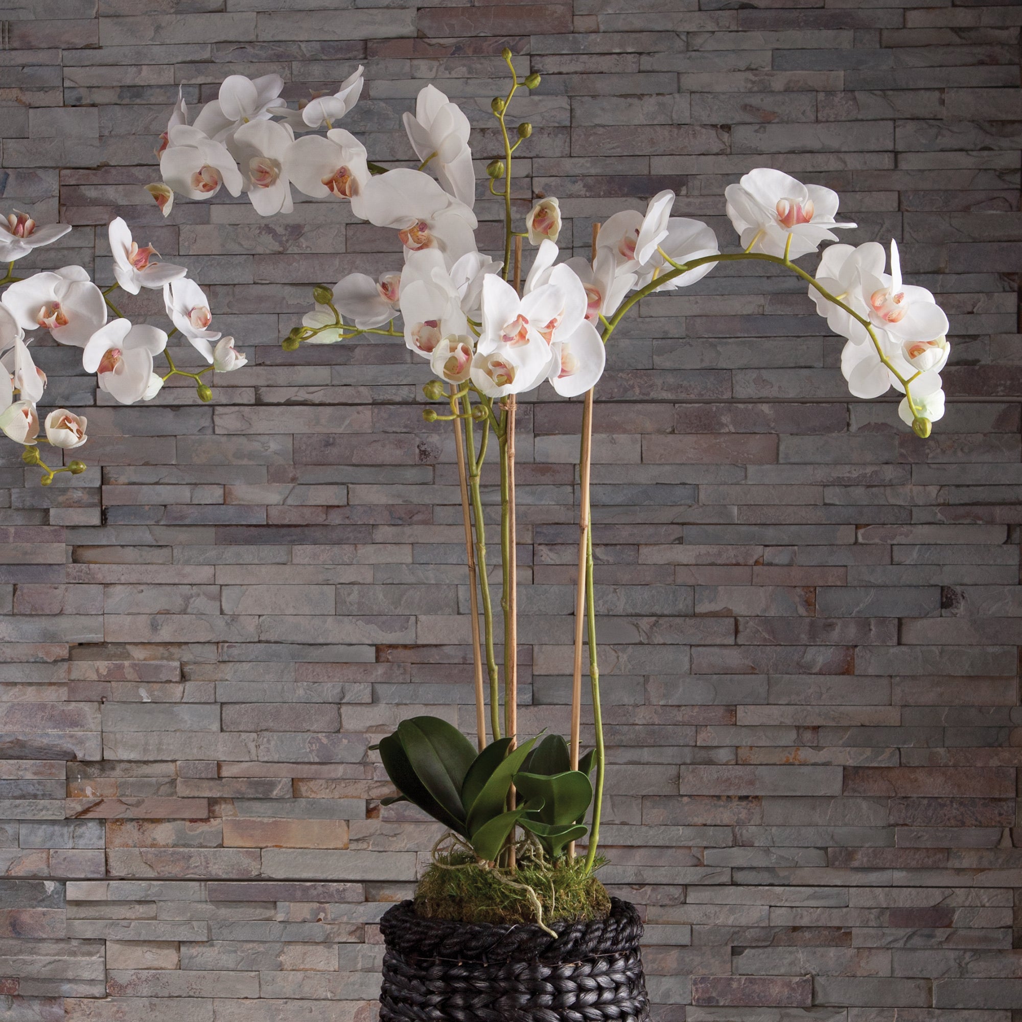 Phalaenopsis Orchid Drop-In 31" - View 3