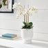 Phalaenopsis Orchid Drop-In 20" - View 3