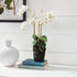 Phalaenopsis Orchid Drop-In 20" - View 7