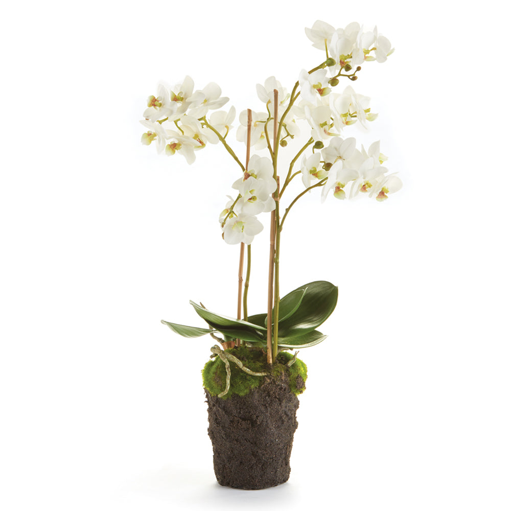 PHALAENOPSIS ORCHID DROP-IN 20"