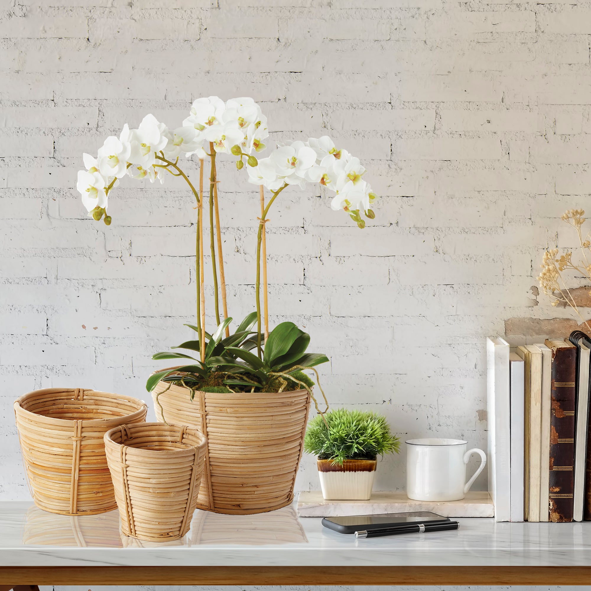 PHALAENOPSIS ORCHID MINI GARDEN DROP-IN 16" - view 5