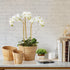 PHALAENOPSIS ORCHID MINI GARDEN DROP-IN 16" - view 5