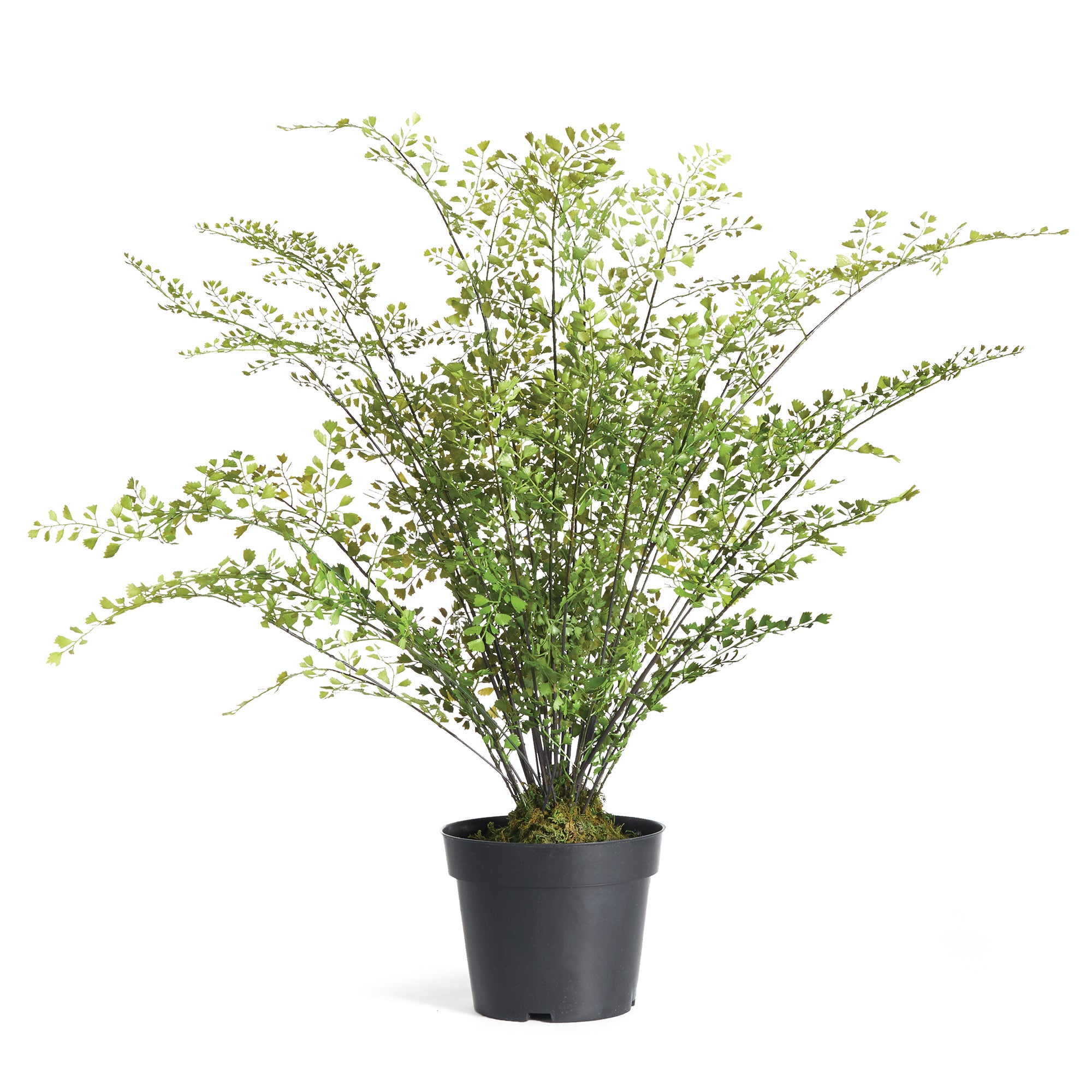 MAIDENHAIR DROP-IN 30"
