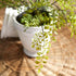 MAIDENHAIR DROP-IN 30" - view 6