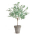 Eucalyptus Tree Drop-In 49" - View 2