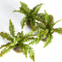 BOSTON FERN DROP-INS, SET OF 3 - view 2