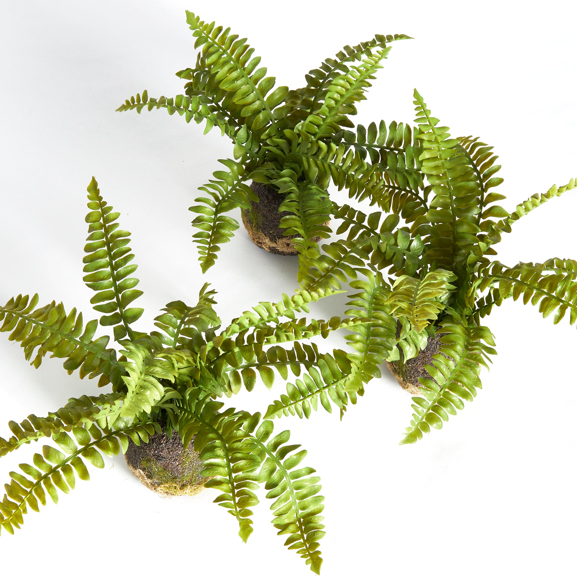 Boston Fern Drop-Ins, Set Of 3 - View 2