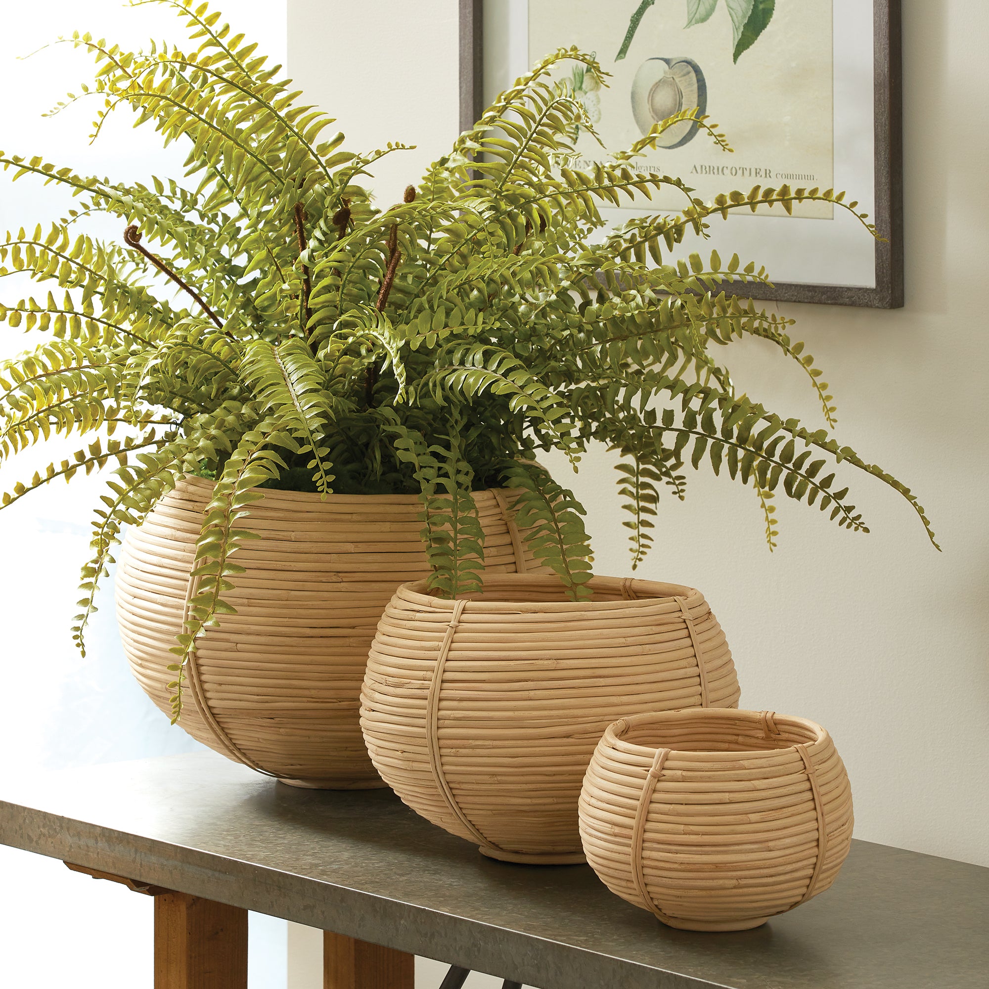 CANE RATTAN PLANT BASKETS, SET OF 3 - view 3