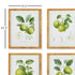 Fruit Study, Set Of 4 - View 2