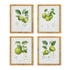 FRUIT STUDY, SET OF 4
