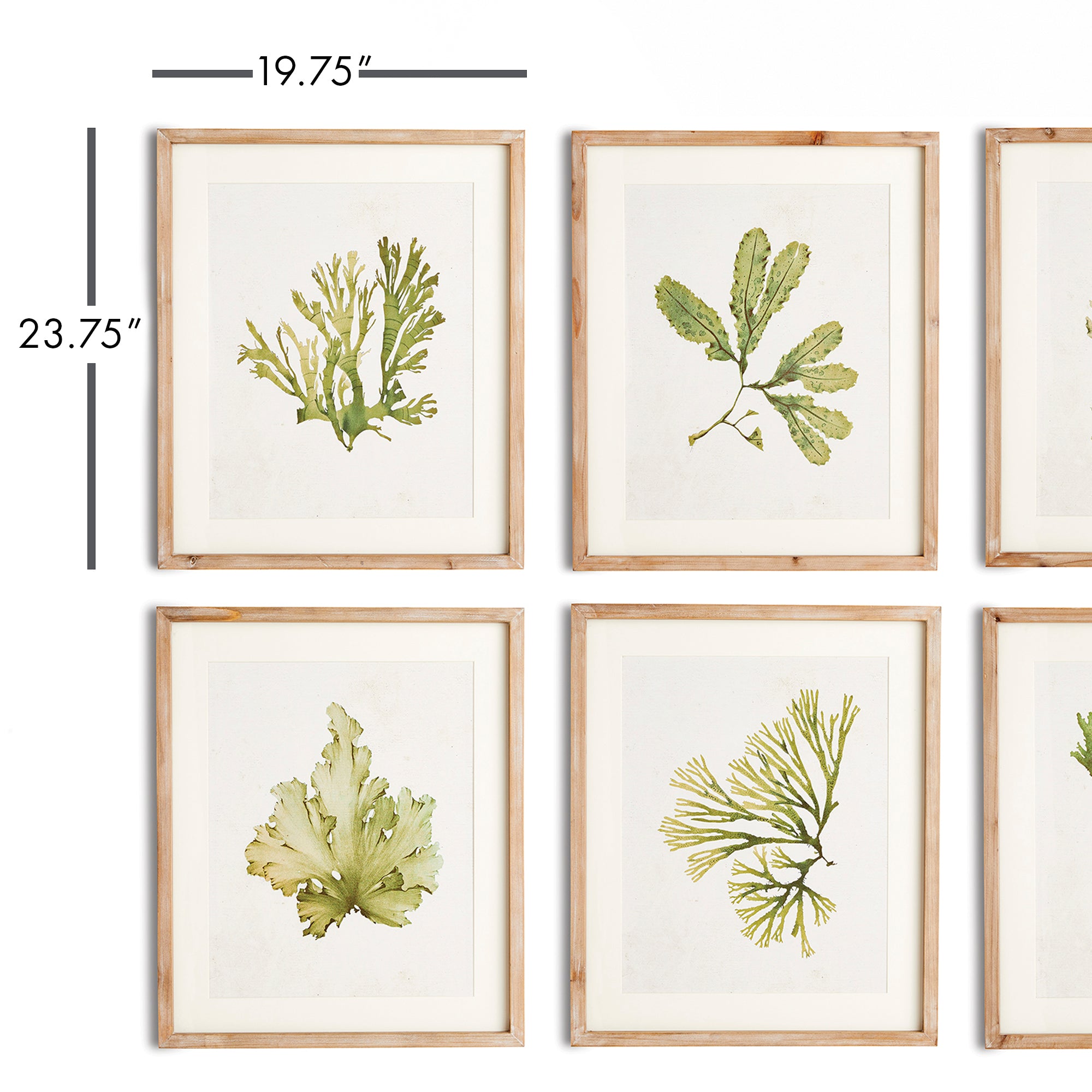 Kelp Prints, Set Of 6 - View 3