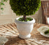 Boxwood Single 11" Ball Topiary In Pot - View 3