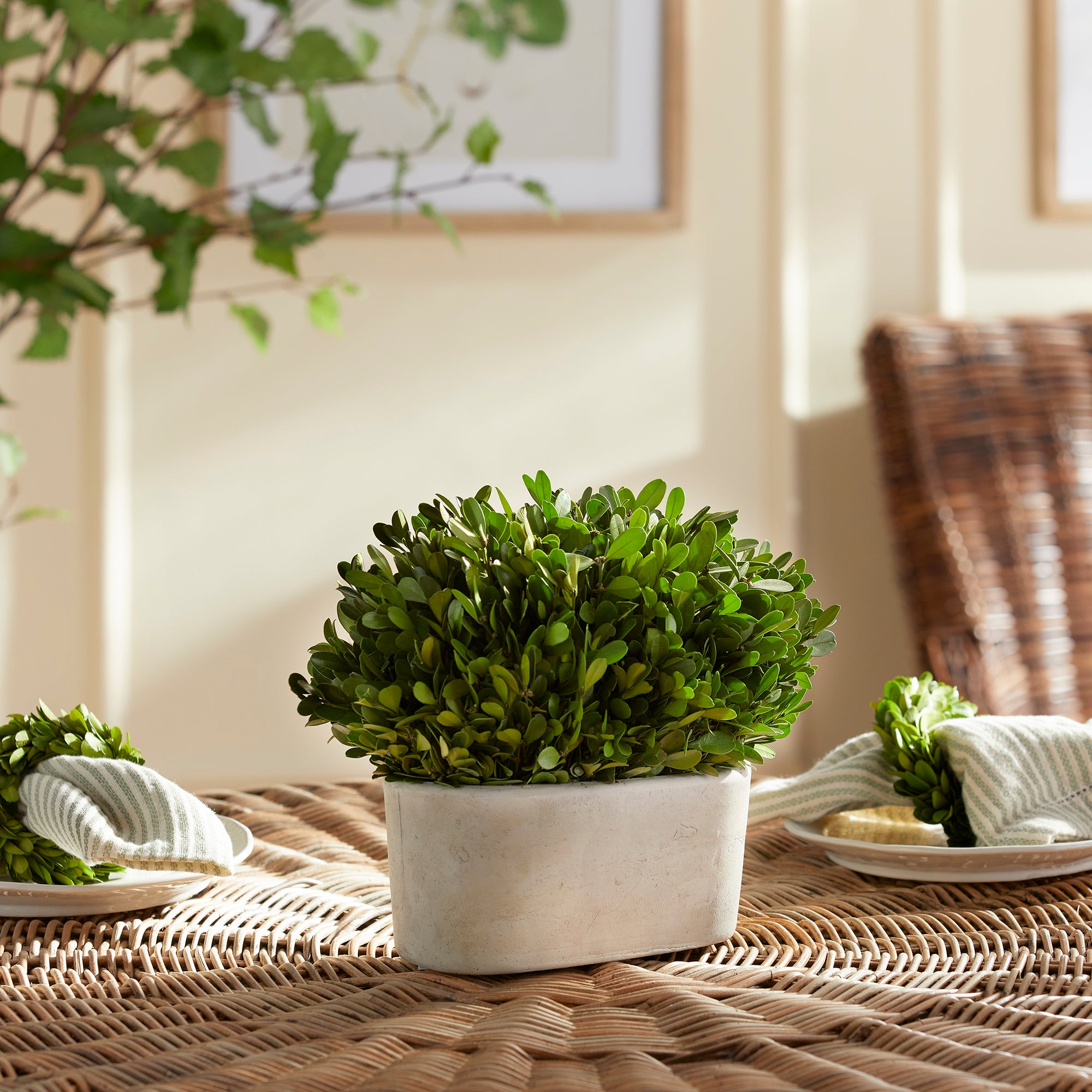 Boxwood Bush In Oval Pot - View 2