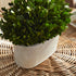 Boxwood Bush In Oval Pot - View 3