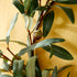 OLIVE WREATH WITH OLIVES 16" - view 3
