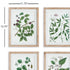 VERDANT BRANCH PRINTS, SET OF 4 - view 3