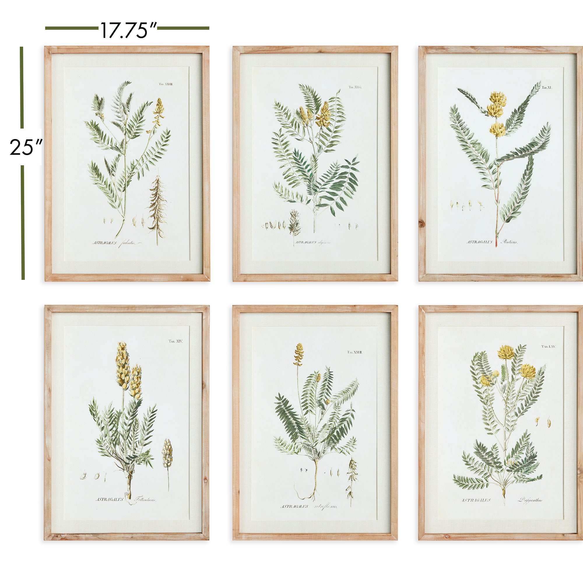 MID-SUMMER BLOOMS PRINTS, SET OF 6 - view 3